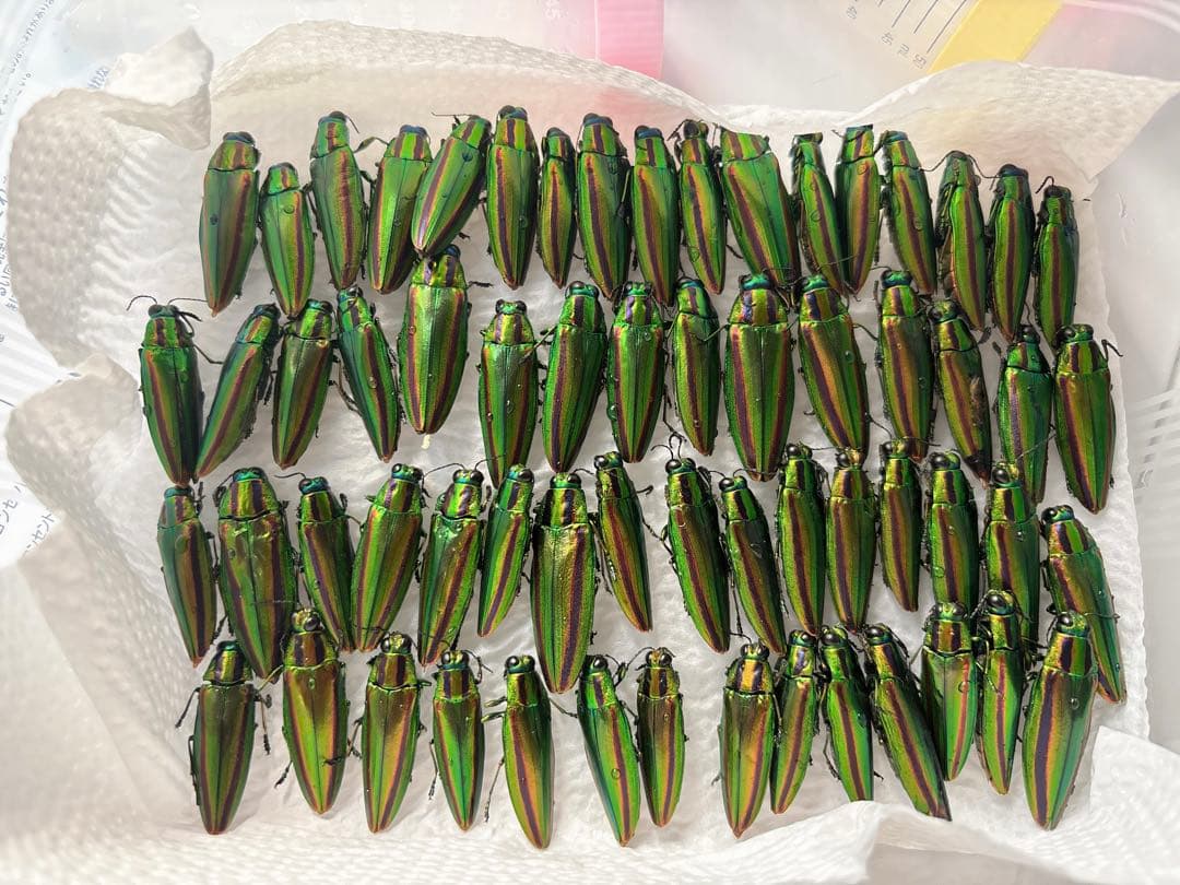 b*a様 緑色の昆虫標本 約50匹 ヤマトタマムシ 装飾 標本 ヤマトタマムシ , タグ「昆虫」 , 蝶の標本 販売・通販のNatureShop