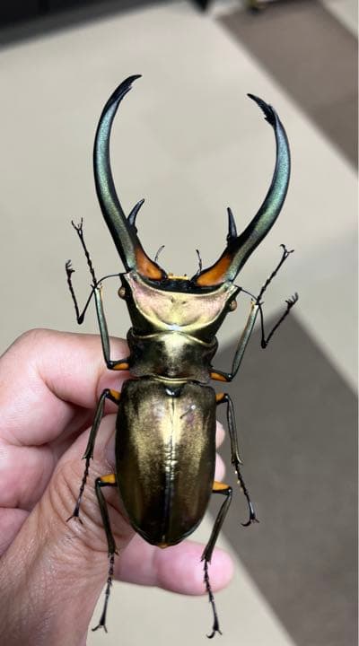 エラフスホソアカクワガタ標本99㍉修理あり - メルカリ