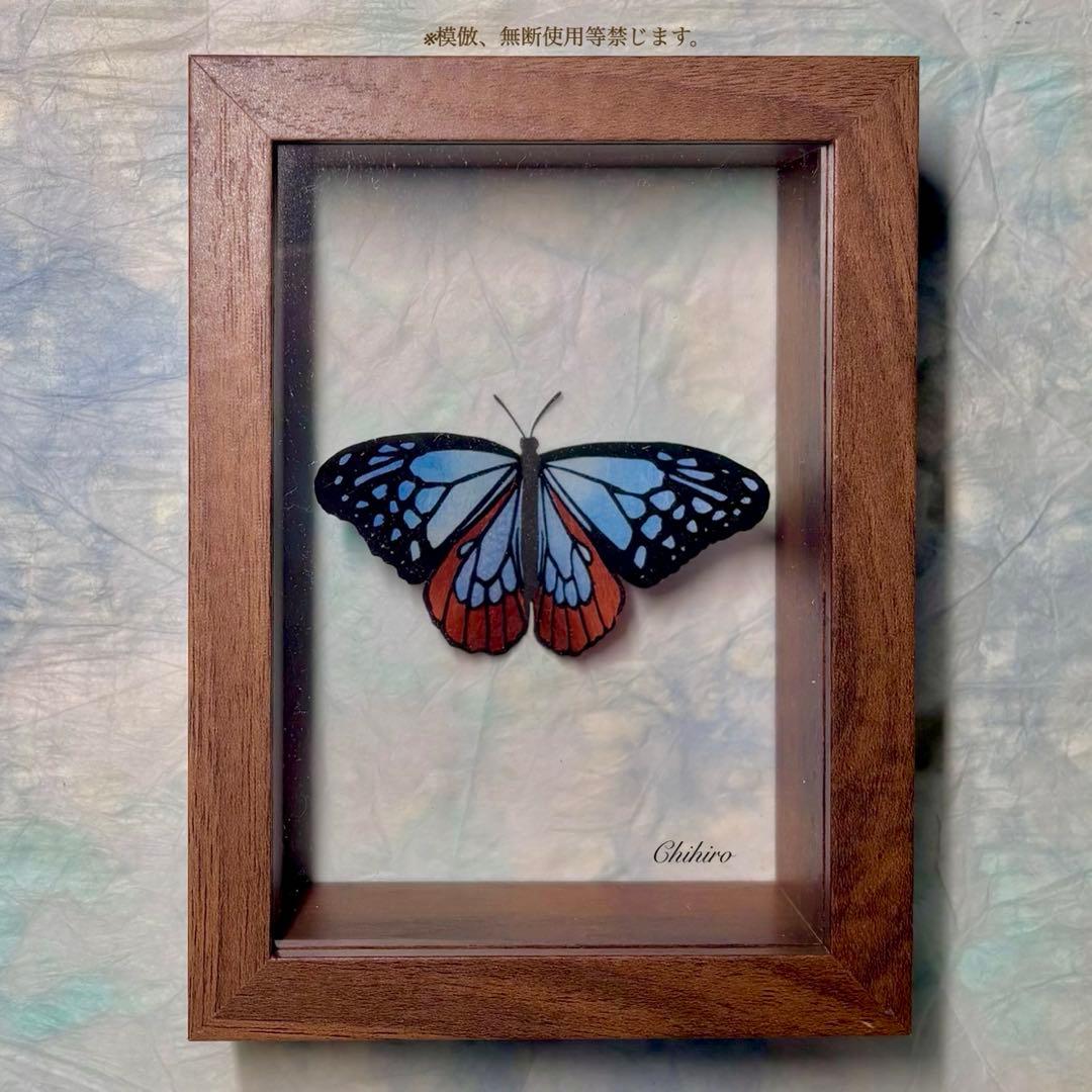 絵画 蝶 切り絵 立体 蝶標本 アサギマダラ 昆虫 標本箱 ドイツ箱