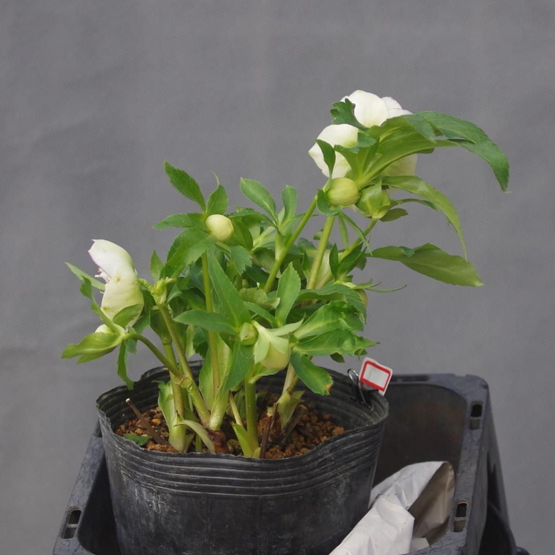 7277 認定！モーリー大株 クリスマスローズ開花 加藤農園 - メルカリ