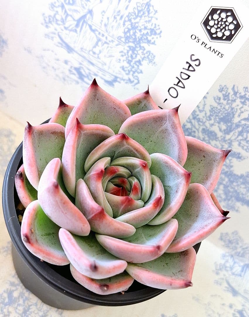 オーズプランツさん苗SADAO-1札付きポットごとメルカリ便 - メルカリ