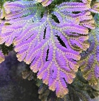 セラギネラ サイアメンシス 熱帯植物 - メルカリ