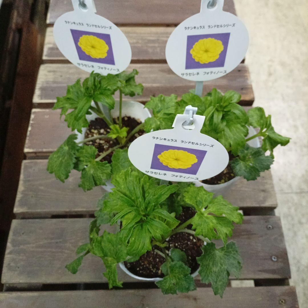 希少種ラナンキュラス　新品種　サラセレネ フォティノース　3.5号苗　3鉢セット 希少種ラナンキュラス 新品種 サラセレネ フォティノース 3.5号苗 3鉢