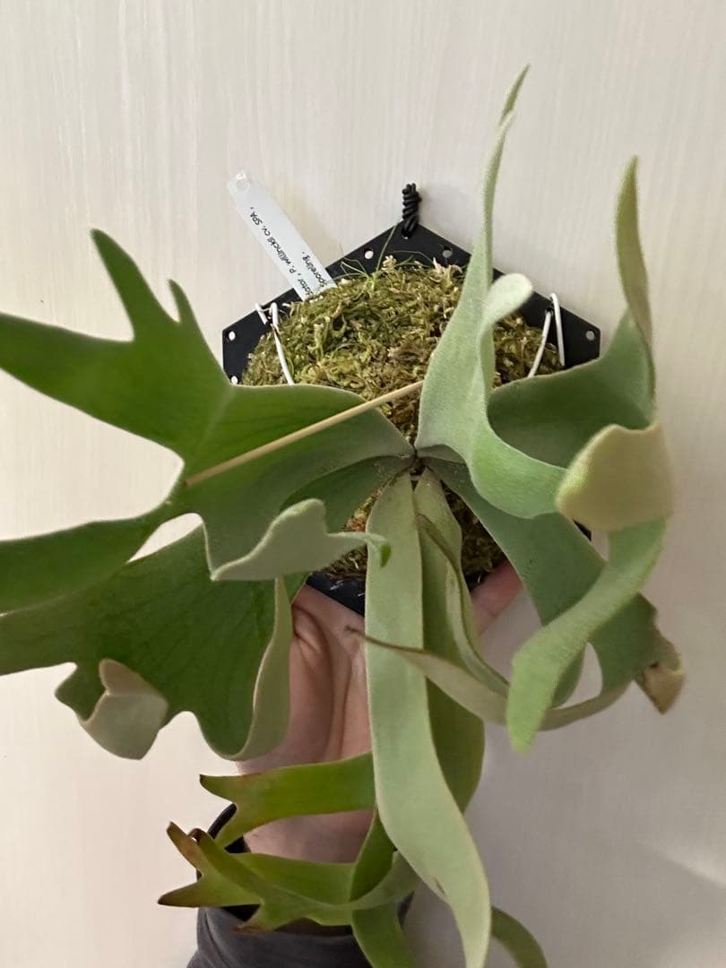 ビカクシダ willinckii mix spore Predator, SPA,Kai 1