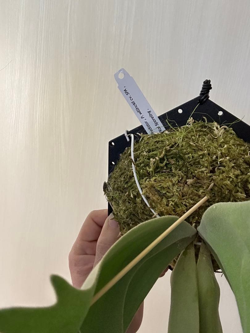 ビカクシダ willinckii mix spore Predator, SPA,Kai 1