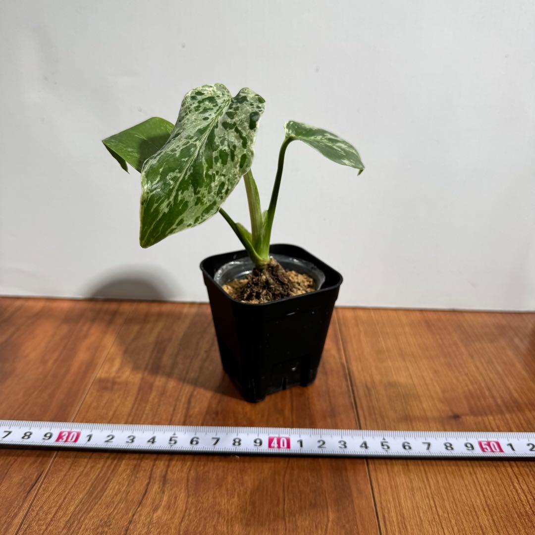 Macy'j様専用おまとめモンステラ デリシオーサ レガシー& バルバソー