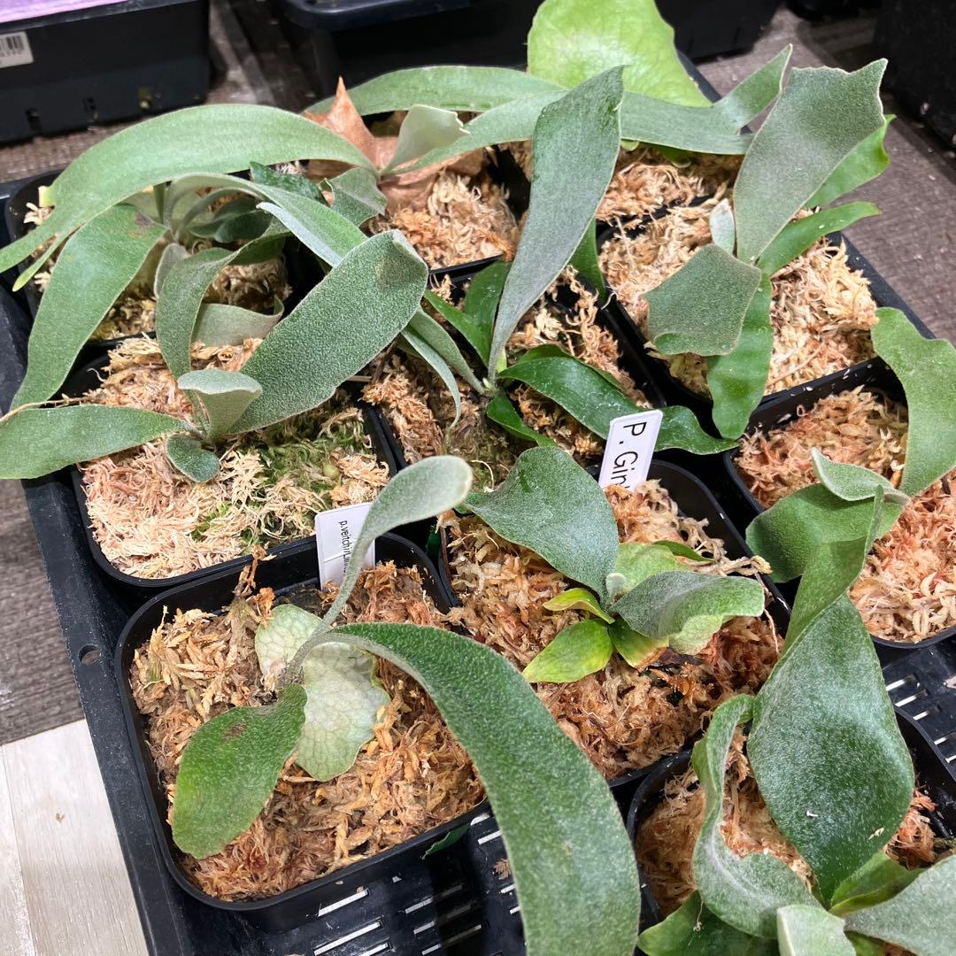 ト*ス様 ビカクシダ福袋　ラスト　10株