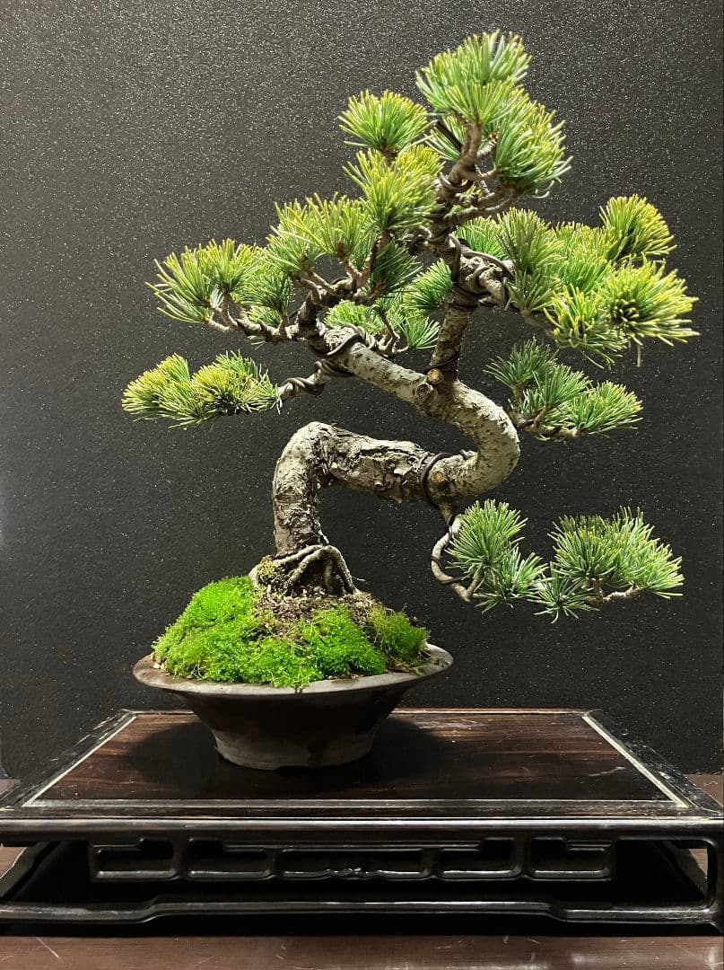 銀八房五葉松、宮島五葉松模様木盆栽 m11081162573_1.jpg?1755130612