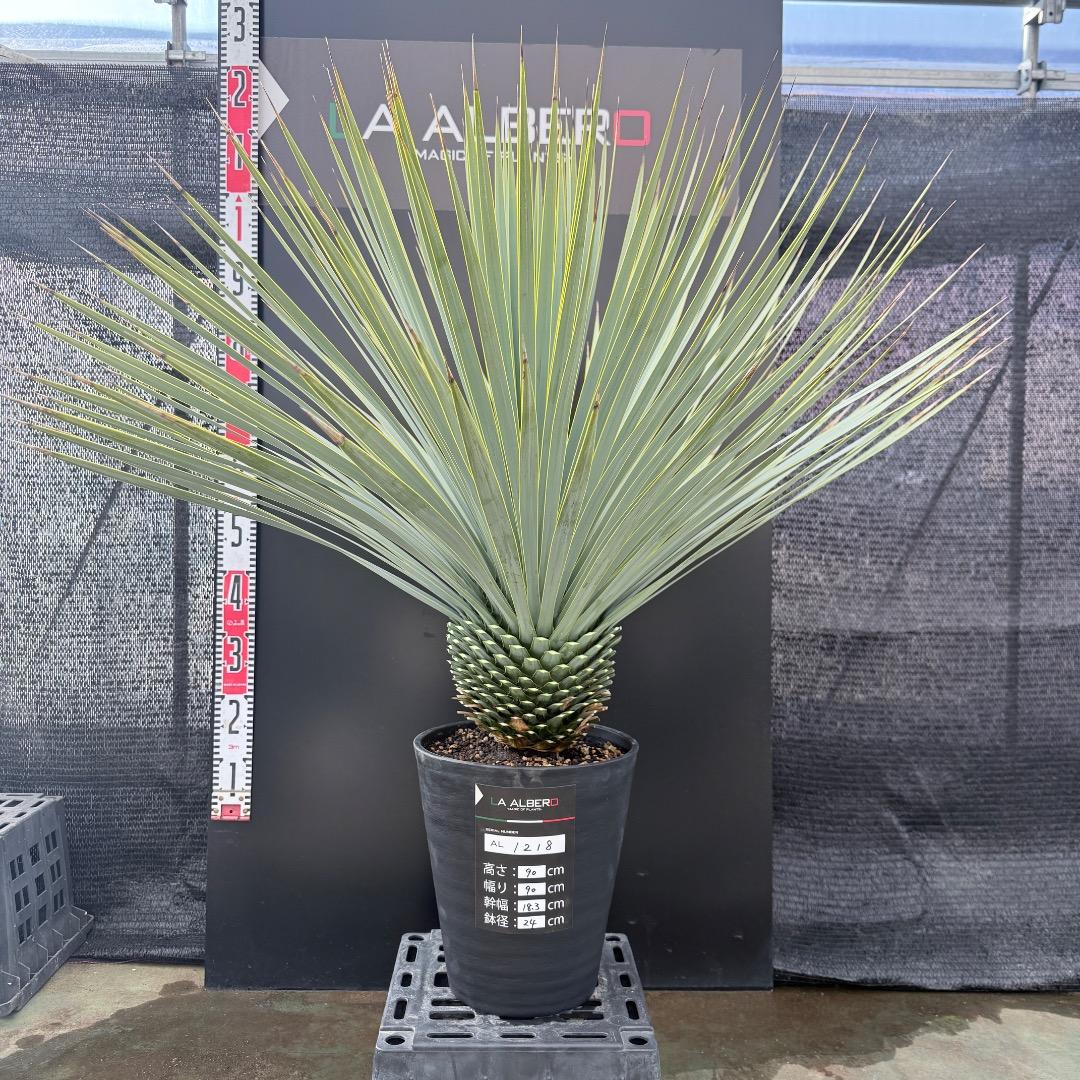 AL1218】ユッカ ロストラータ - メルカリ