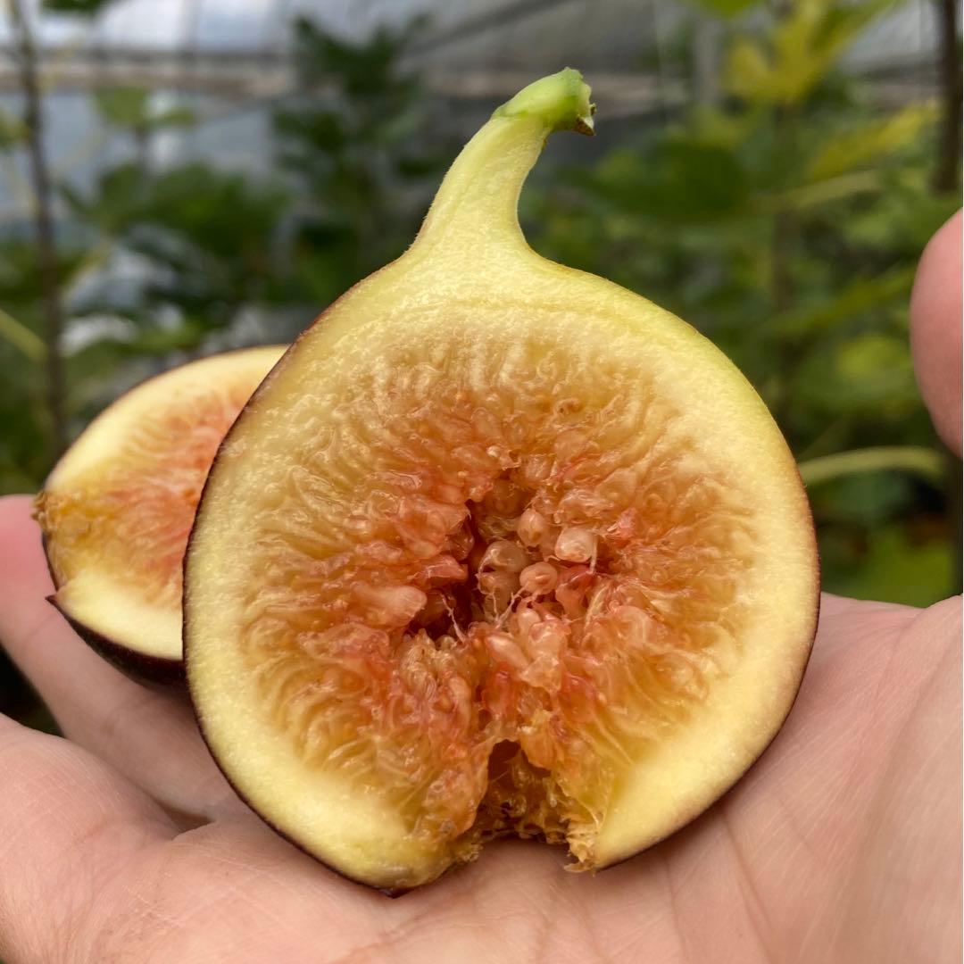 Jumbo Cyprus 穂木 イチジク - メルカリ