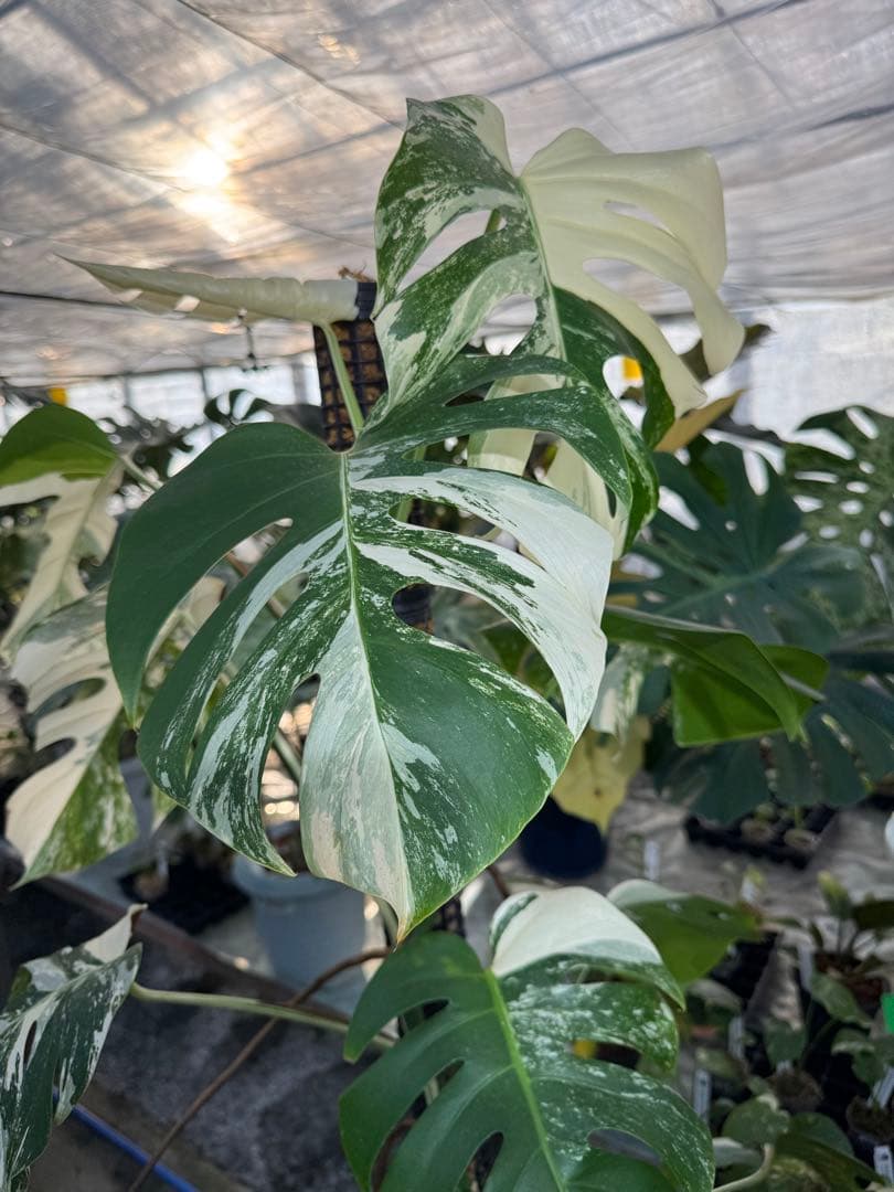 AB3モンステラ ボルギシアナ アルボ 白斑入り 鉢モスポール付き 高100cm