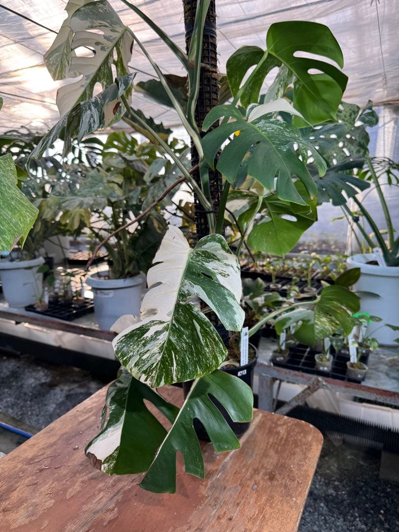 AB3モンステラ ボルギシアナ アルボ 白斑入り 鉢モスポール付き 高100cm