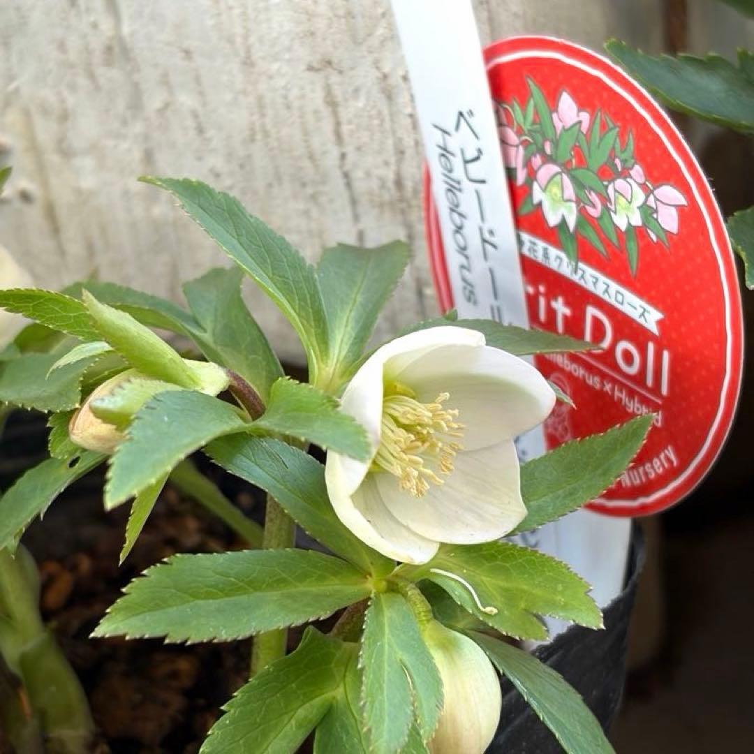 【横山園芸】クリスマスローズ ベビードール　 プチドール《1/8》ホワイト系