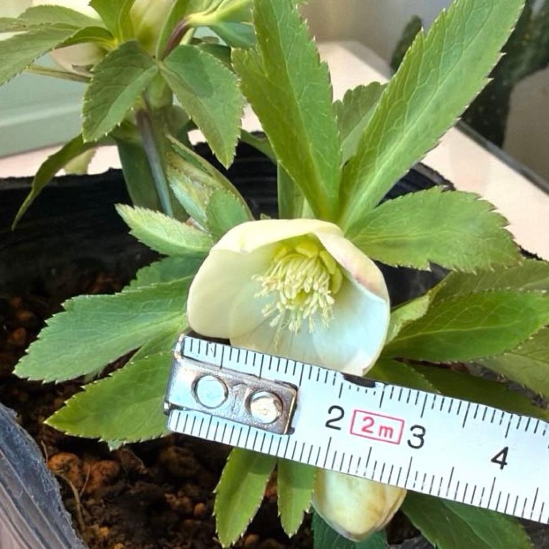 【横山園芸】クリスマスローズ ベビードール　 プチドール《1/8》ホワイト系