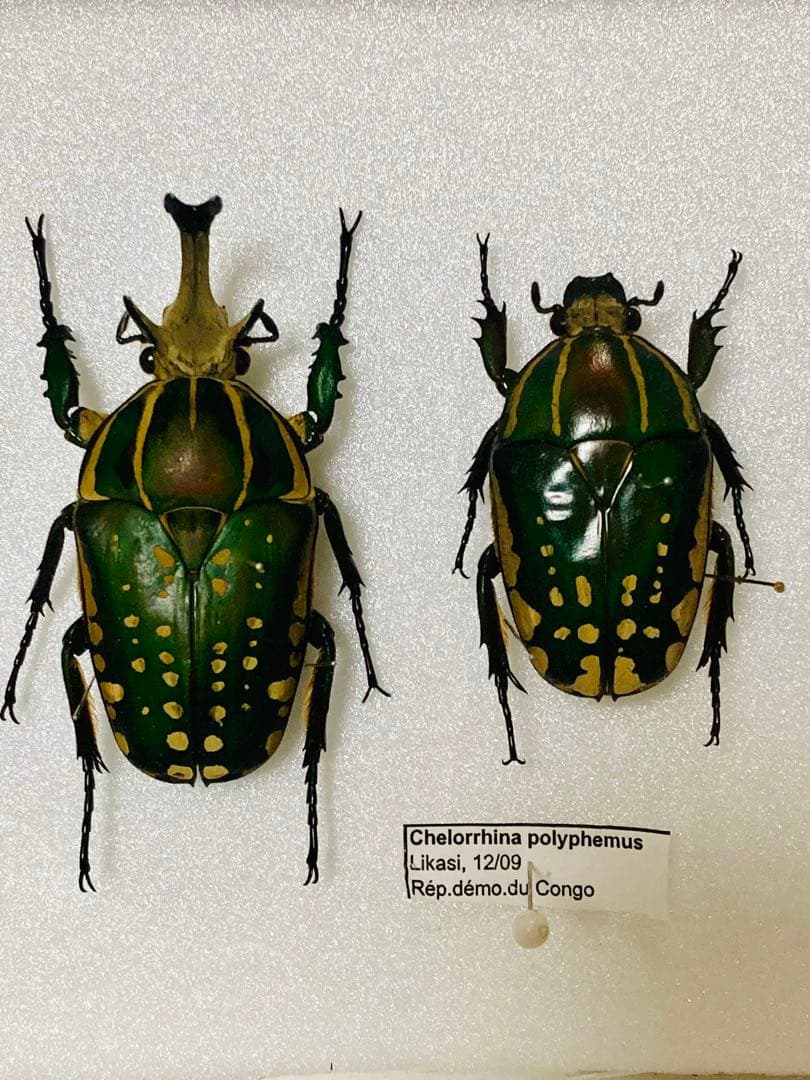 コロンビア産 ルリオニカミキリ 61mm