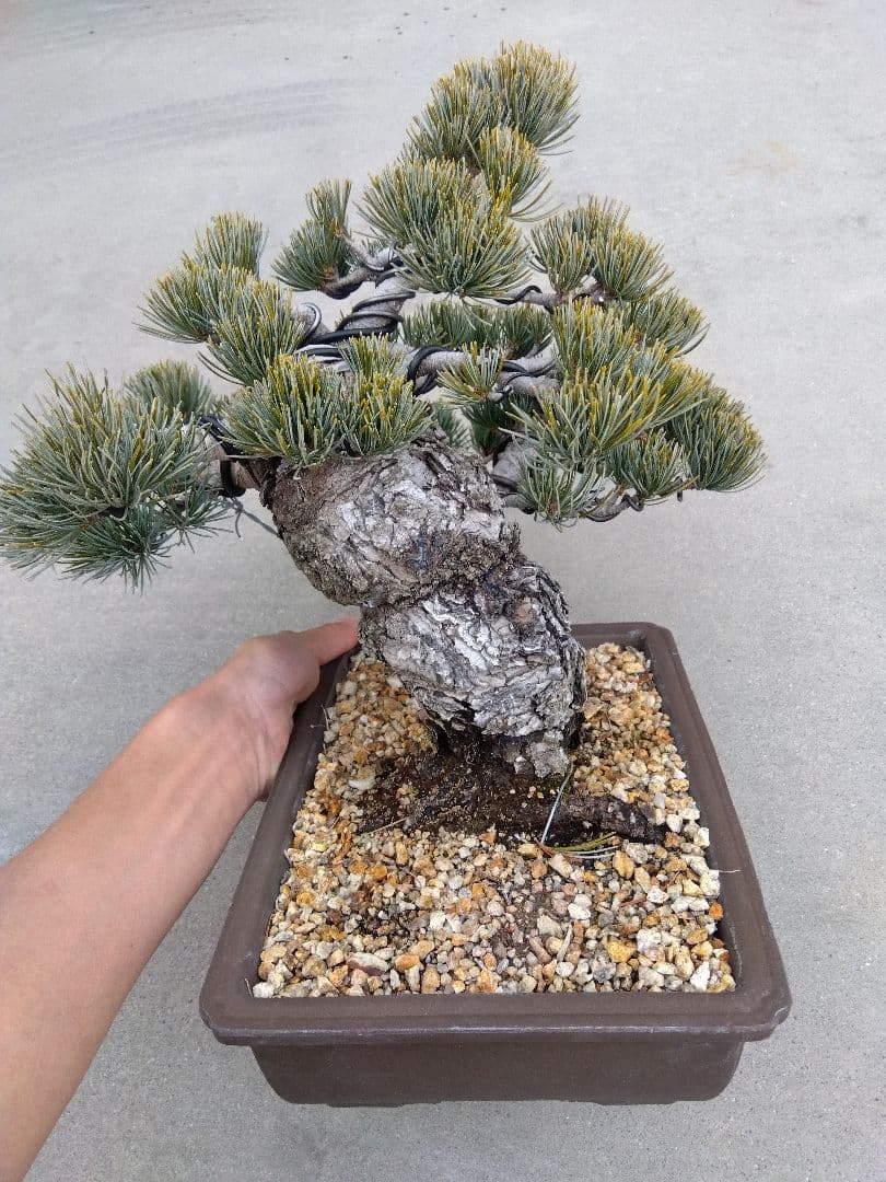 五葉松 盆栽 極太❗良樹形❗8号陶器鉢つき ゆの通販｜m2