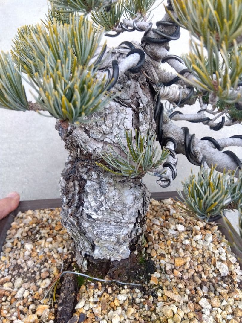 五葉松 盆栽 極太❗良樹形❗8号陶器鉢つき ゆの通販｜m2