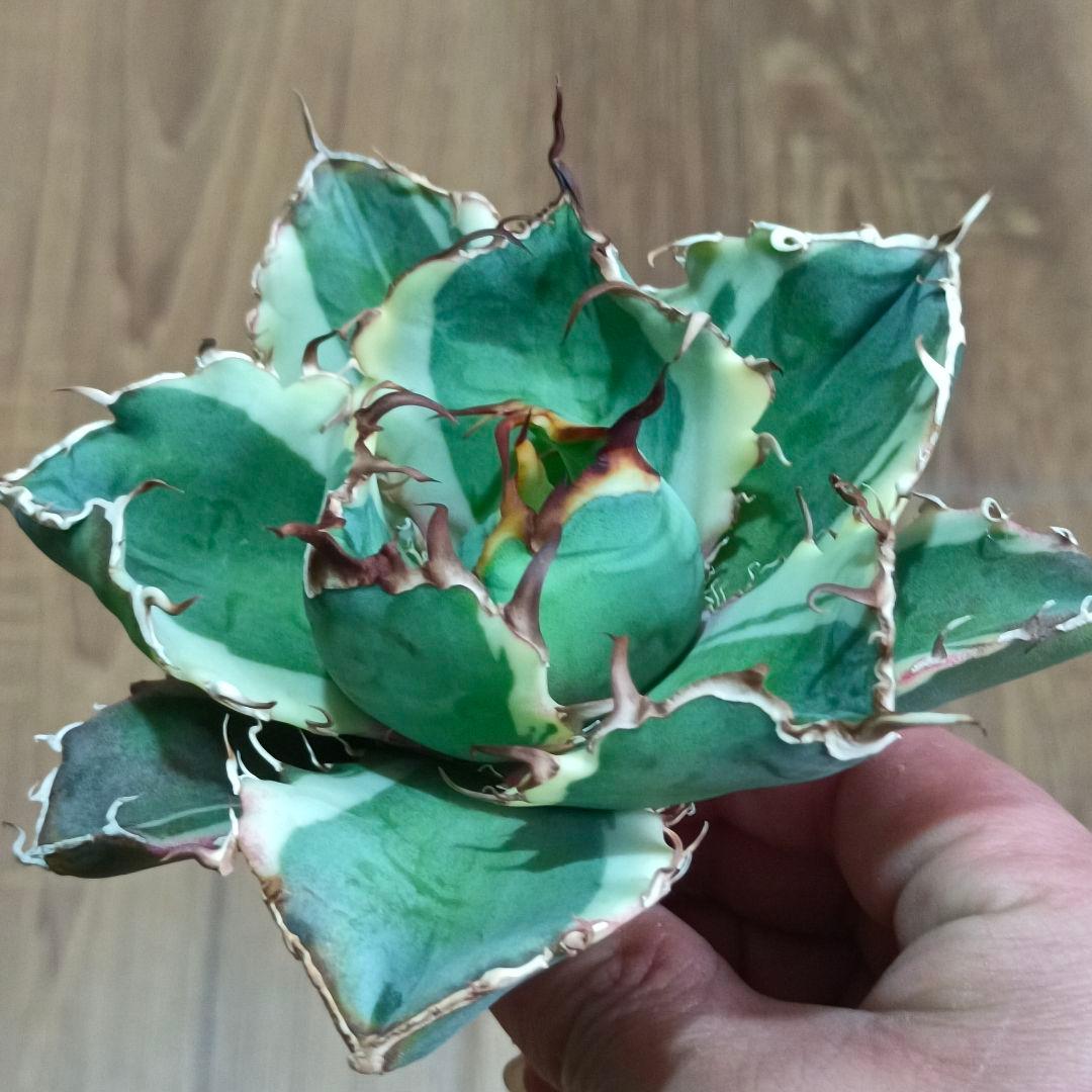 A013 特選 アガベ チタノタ 白鯨錦 覆輪斑 明錦 極上優良大株 - メルカリ