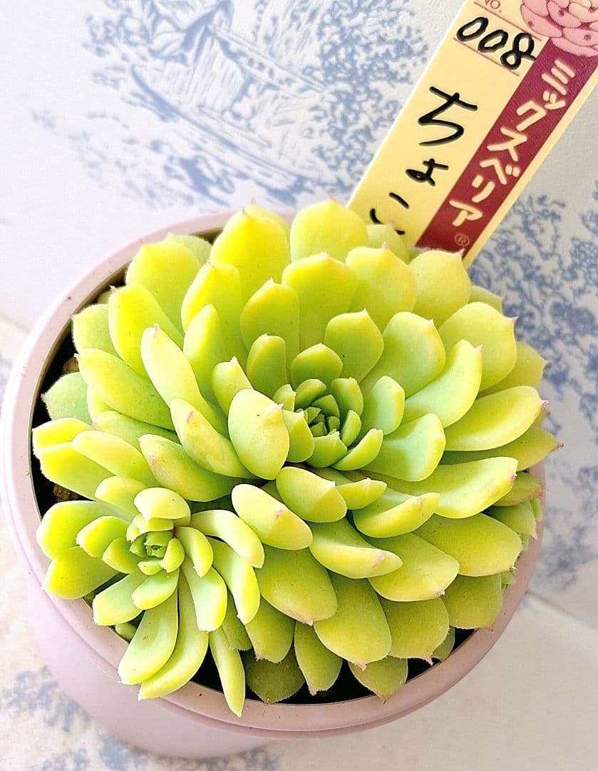 ちょこん札付きポットごとメルカリ便おらいさん苗ミックスベリア