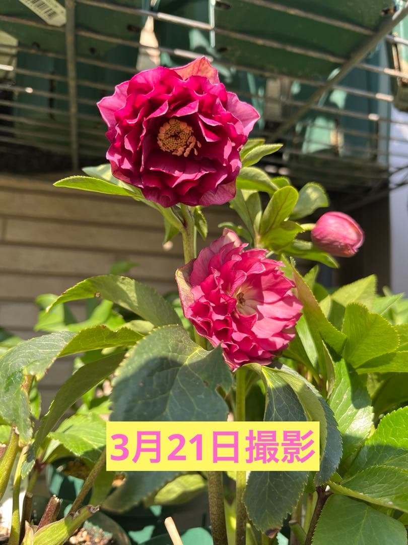 クリスマスローズ 『シャガール』 加藤農園 認定 - メルカリ