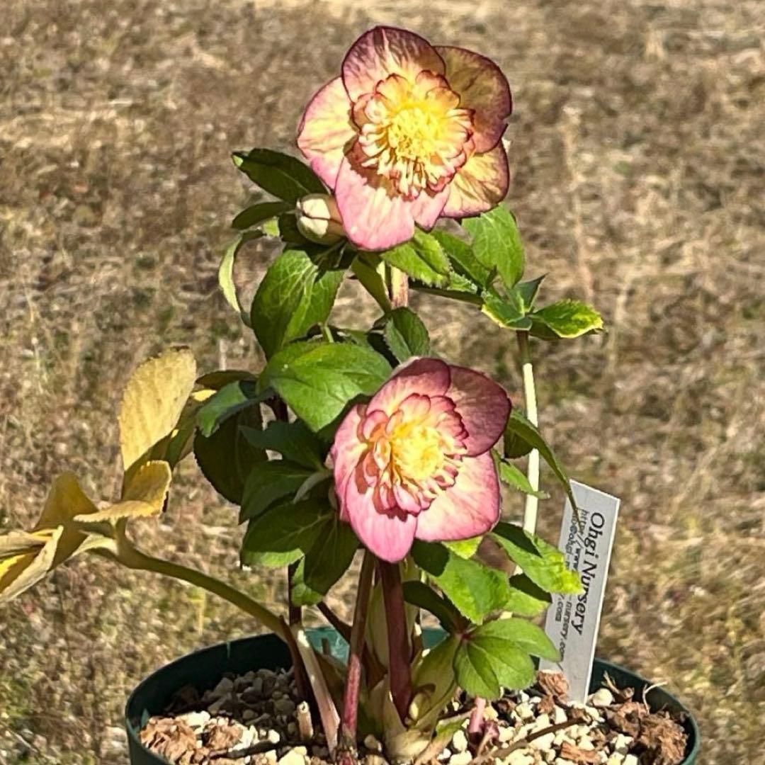 ぽ*た様 3574☘️蕾花タグ付き☘️超極上☘️超希少⭐️SD⭐️蜃気楼⭐️大木