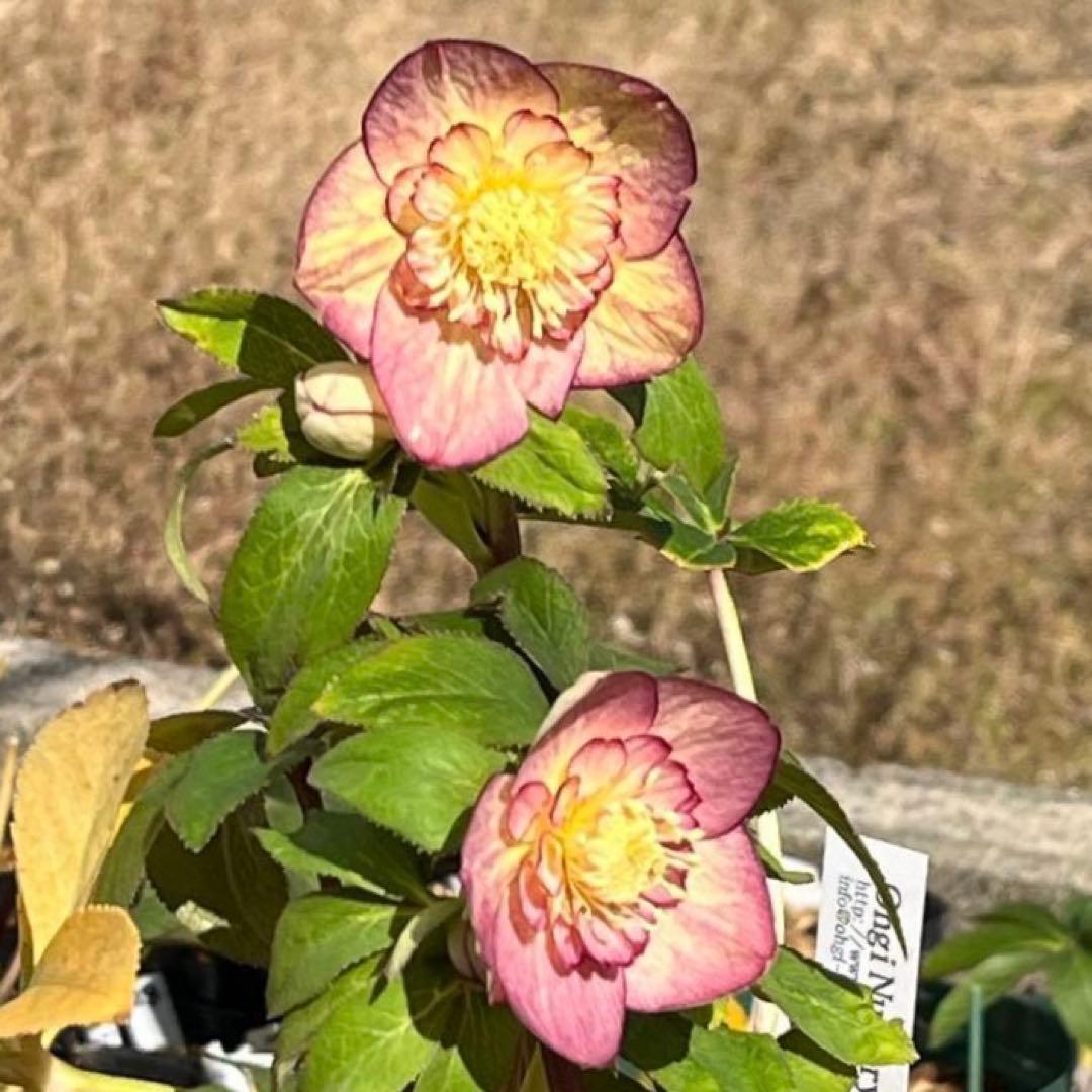 ぽ*た様 3574☘️蕾花タグ付き☘️超極上☘️超希少⭐️SD⭐️蜃気楼⭐️大木