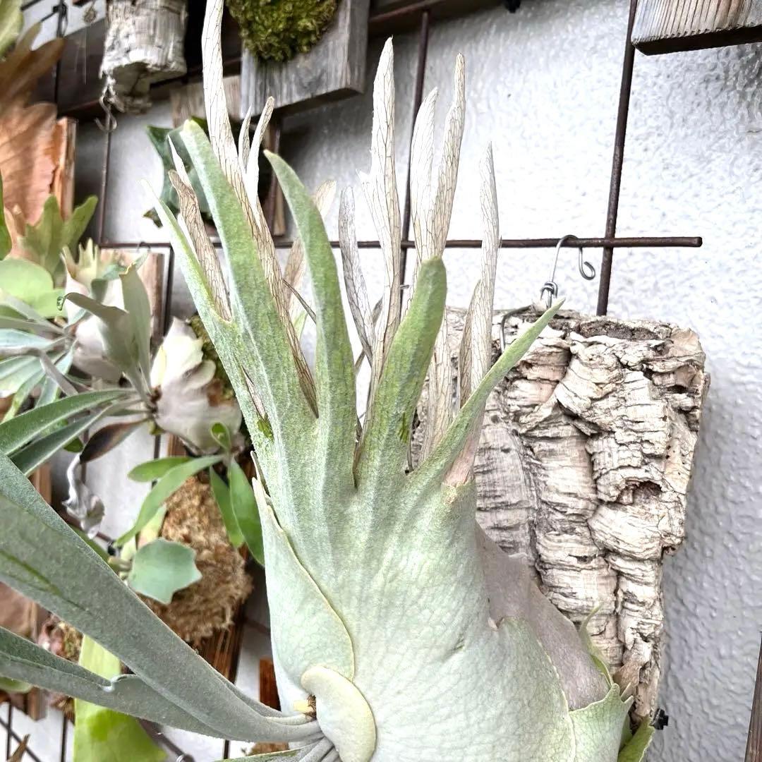 2芽付き ビカクシダ P. veitchii wild vp#3 子株 - メルカリ