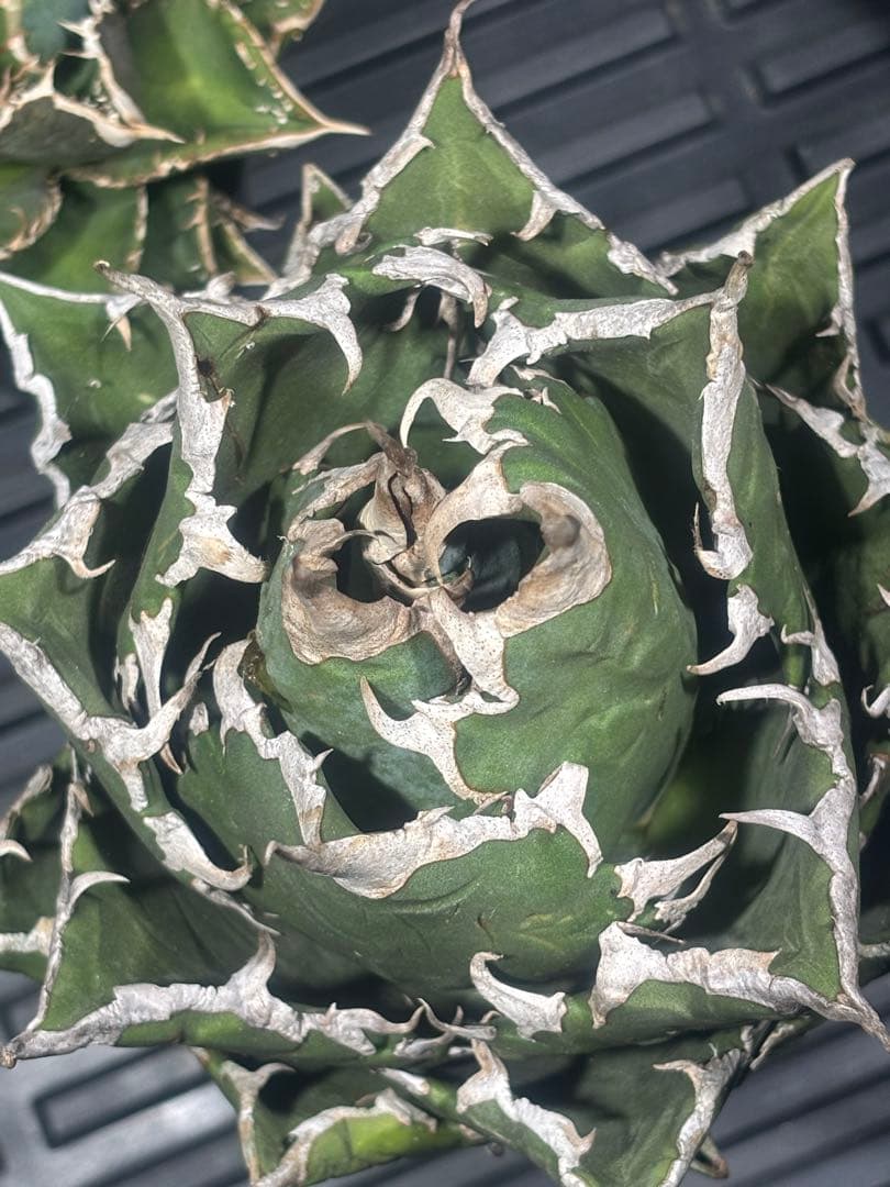 アガベスーパーチタノタ（極上株）超S級悪魔くんBAKEMONO激レア高級品種！