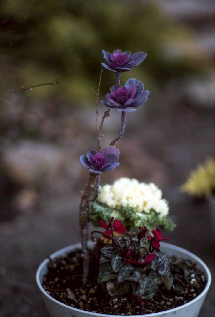 魅惑の滲み　Meyer-Oreston50/1.8 前期ゼブラ