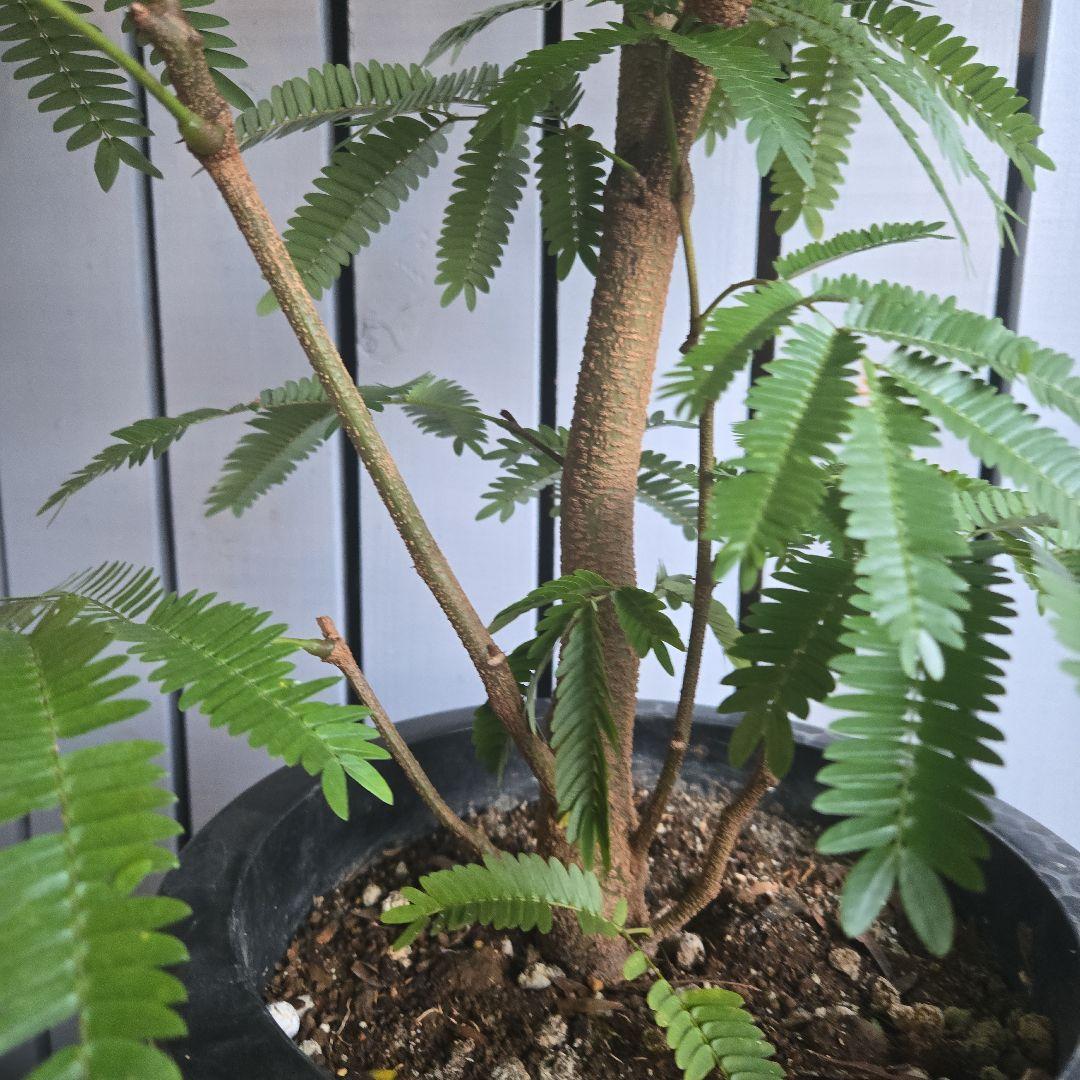 ⑤ エバーフレッシュ 8号 特大苗木最高等級 極太‼️