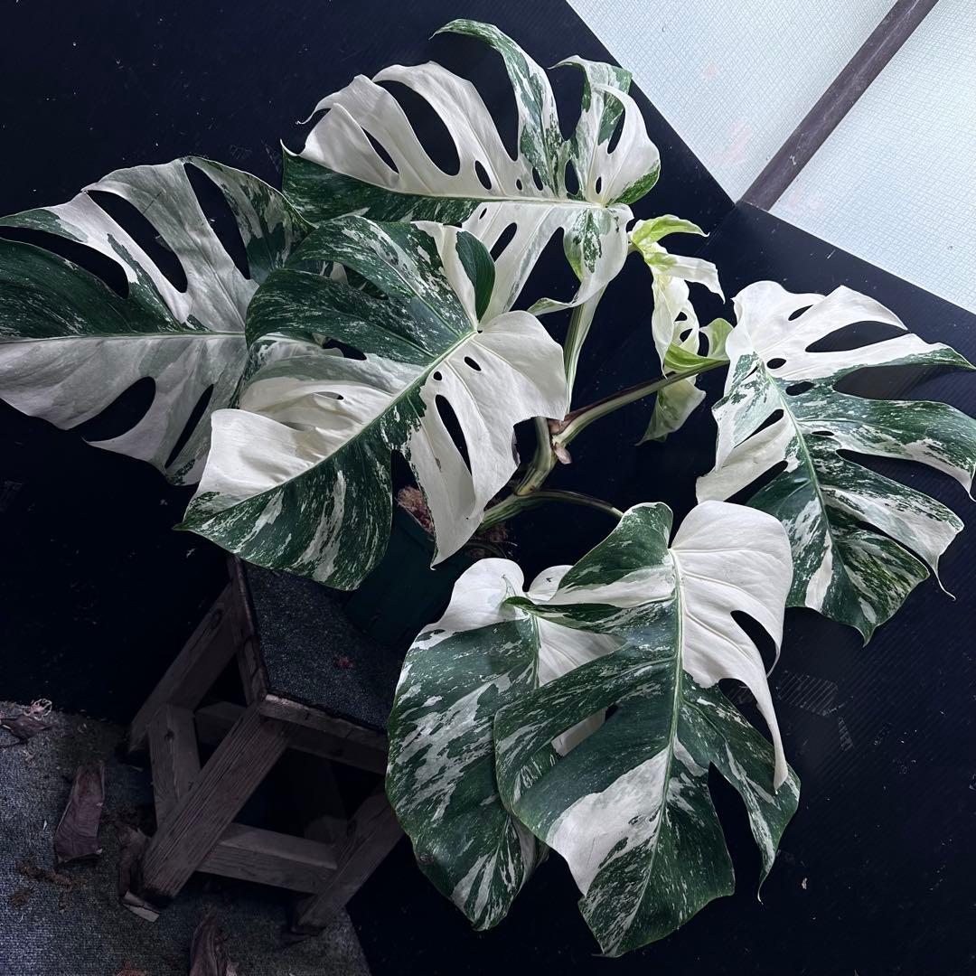 斑入りモンステラ ホワイトタイガー極美大株67cm白斑多 - メルカリ