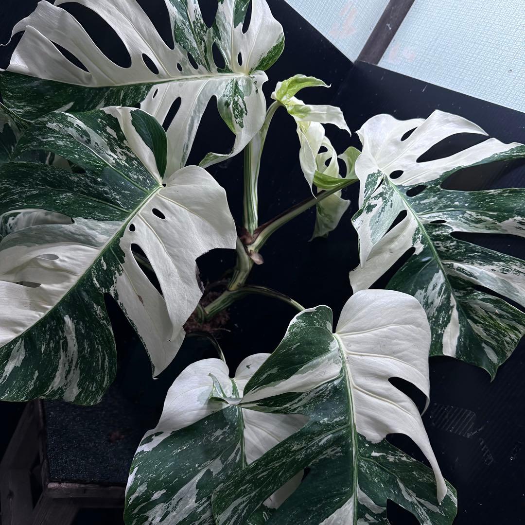 斑入りモンステラ ホワイトタイガー極美大株67cm白斑多 - メルカリ
