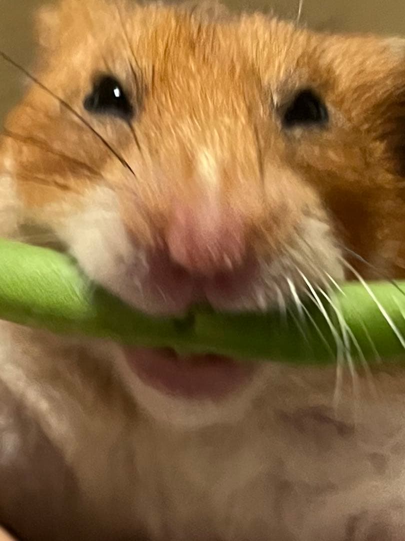 犬ドージ 50枚セット アニマルシリーズ Doge ドージ 面白 変顔 柴犬 Z206 - メルカリ