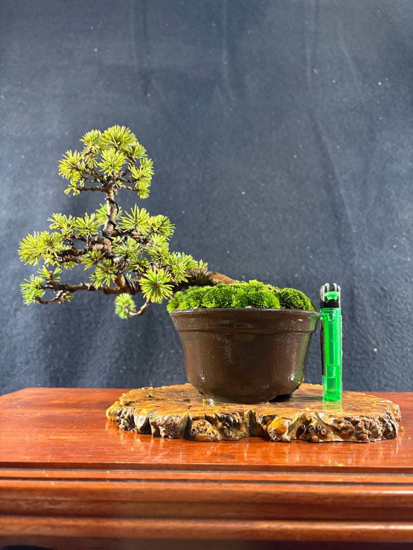 小品盆栽、赤石五葉松、懸崖作り 目立った傷や汚れ無し - メルカリ