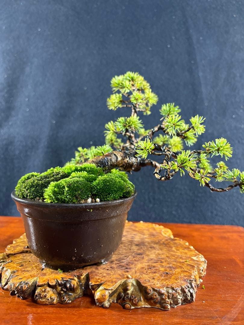 小品盆栽、赤石五葉松、懸崖作り 目立った傷や汚れ無し - メルカリ