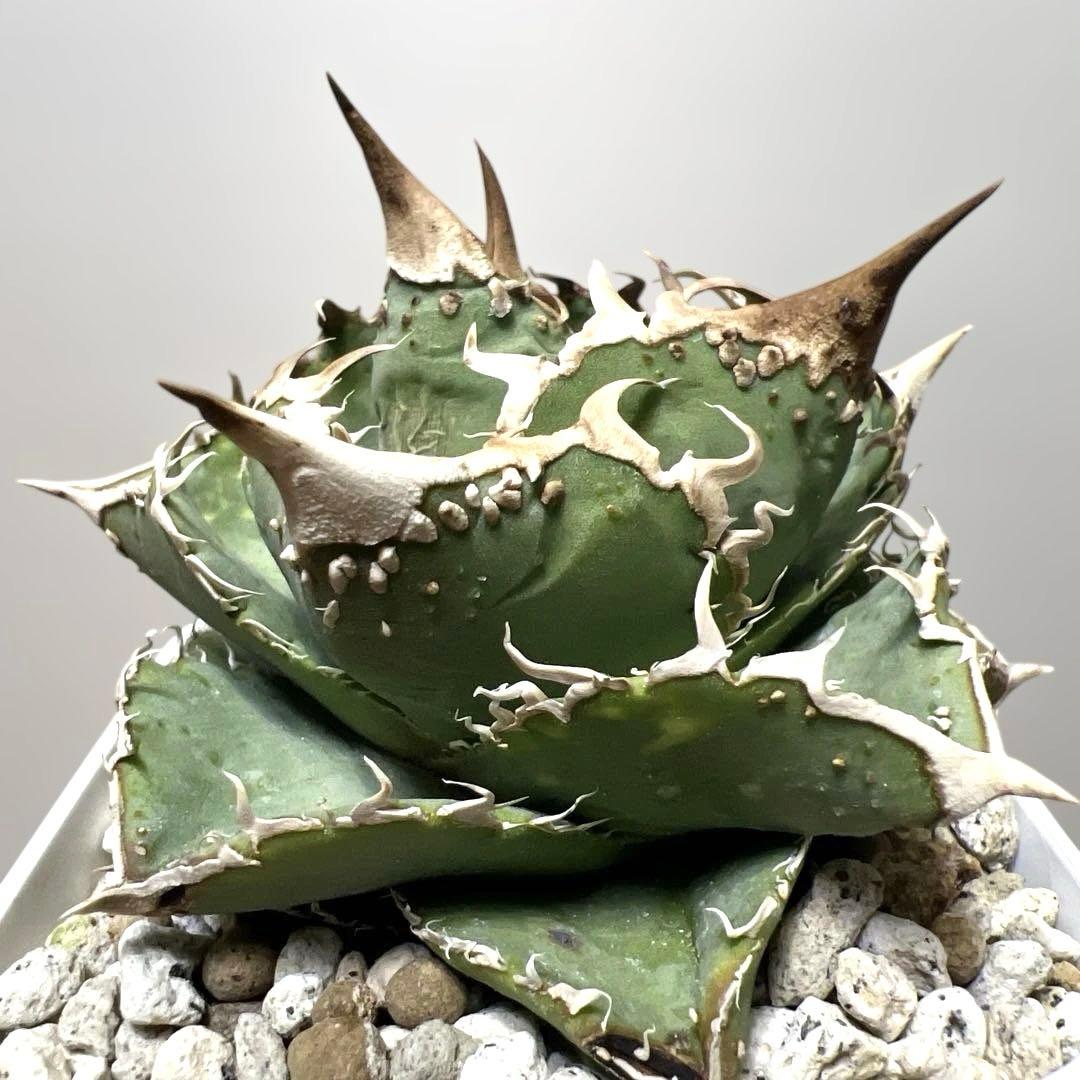 アガベ 鉢植発送 ブツブツ系 ノーネーム 極上血統 スペシャル個体 超特選株 Yahoo!オークション - アガベ チタノタ 子株 no name 晴天 ブツブツ系