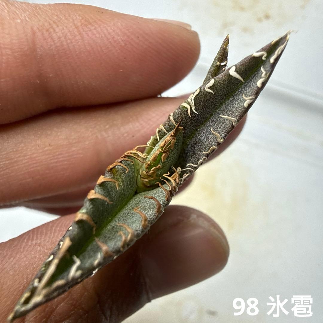 98 アガベ チタノタ 氷雹 - メルカリ