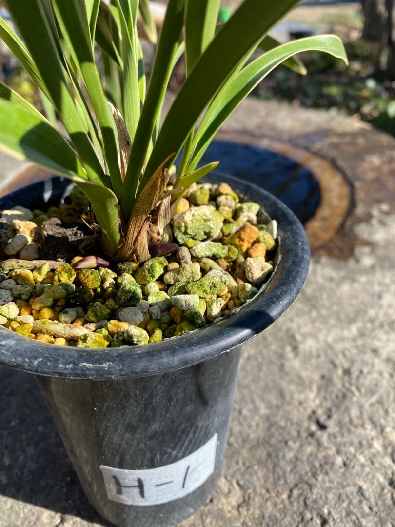 花芽付きキンリョウヘン 日本蜜蜂の蜜蝋サービス N110106077