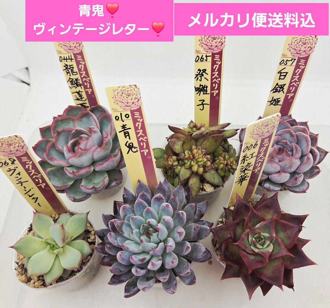 ㉒大きめ苗! 青鬼❣️ヴィンテージレター❣️祭囃子❣️発根済 6苗