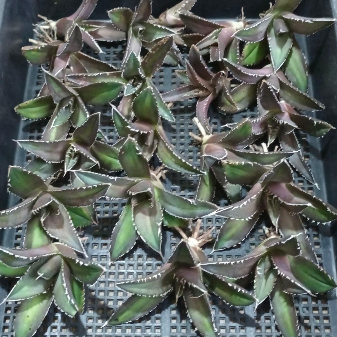 A003 特選 アガベ チタノタ 強棘 海王 極上20株同梱 - メルカリ