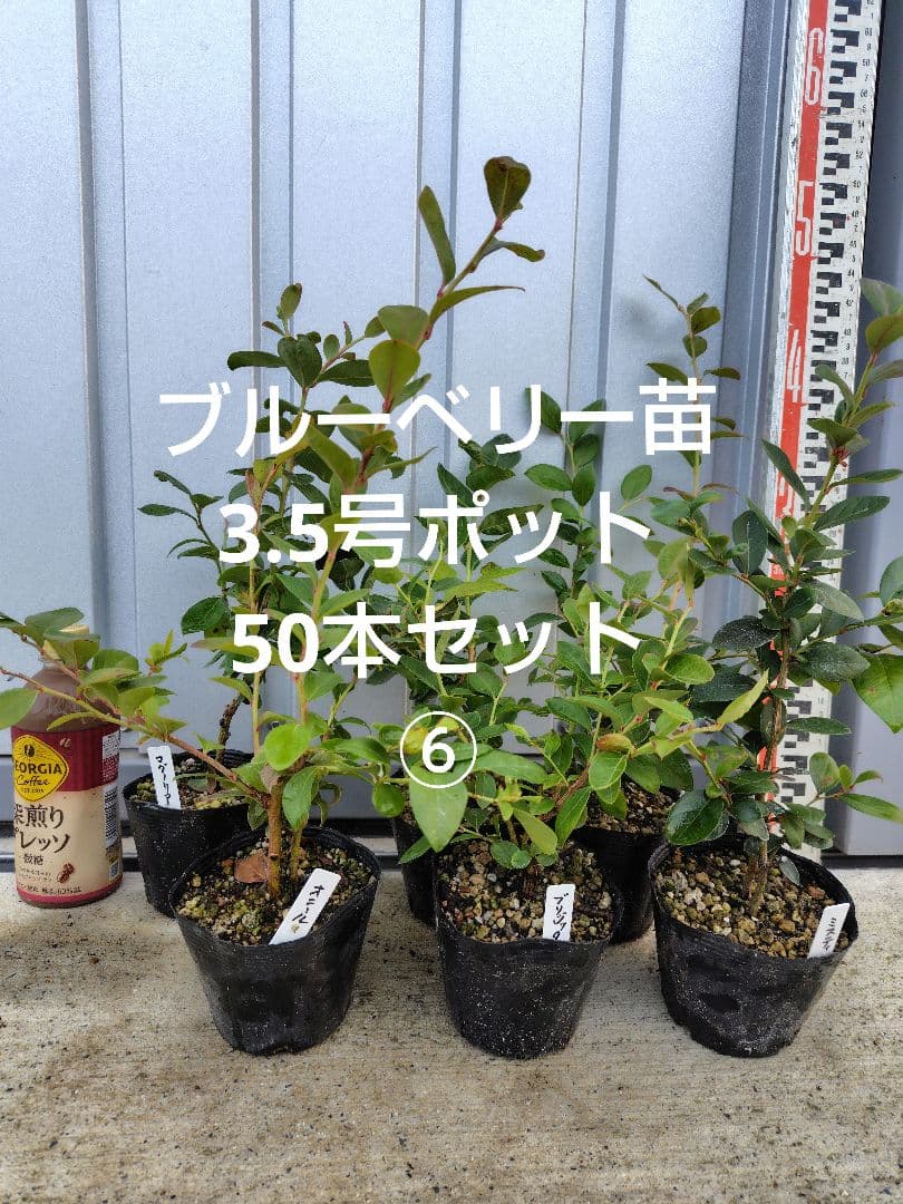 ブルーベリー苗3.5号ポット50本セット⑥ ブルーベリー苗 3.5号ポット50本セット① greenglass_s-blueberry2