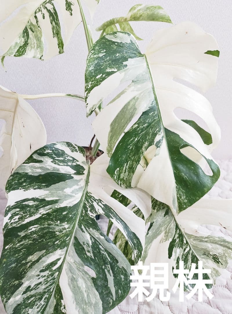 極美斑入りモンステラ トップカット 3芽 ホワイトタイガー