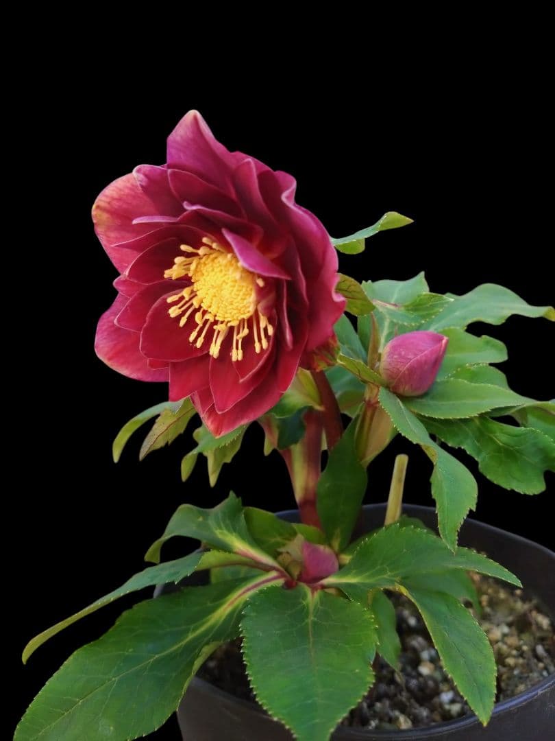 クリスマスローズ　濃深レッド　紅