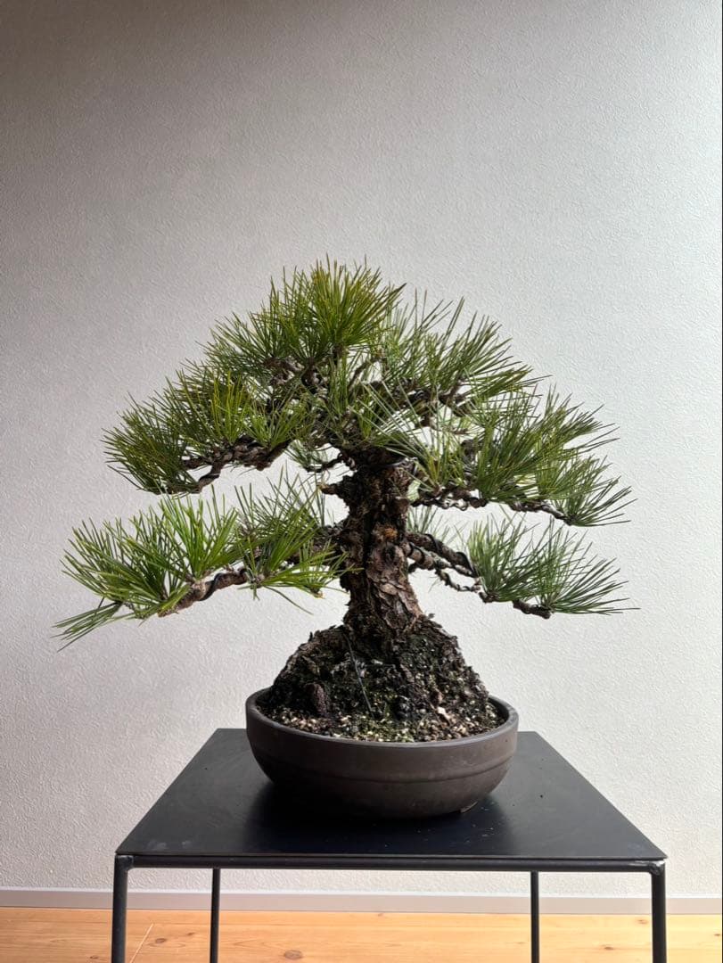 田*二様 黒松　盆栽　中品　激古　模様木　足元18㎝ 田*二様 黒松 盆栽 中品 激古 模様木 足元18㎝ 黒松 模様木樹形とは