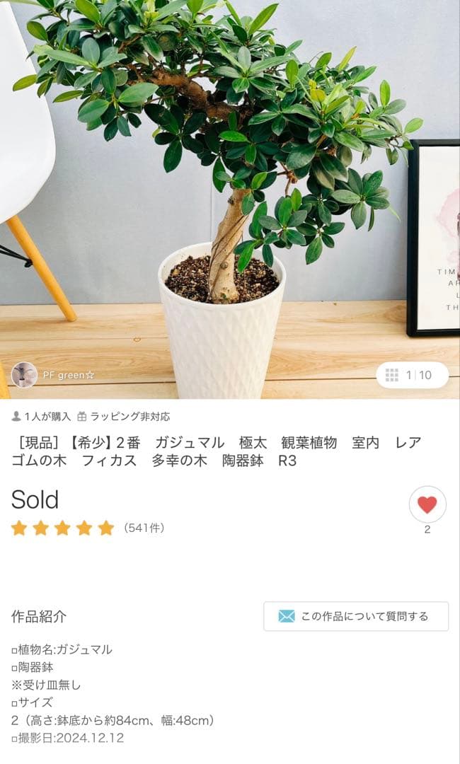 千葉県市原市にて手渡しでのお取引出来る方限定！ ガジュマル 多幸の木