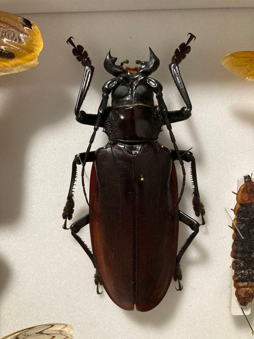タイタンオオウスバカミキリ - メルカリ
