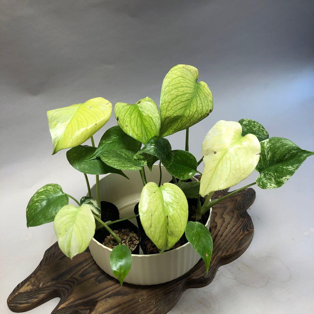 MS521 5株セット【特別選抜】ホワイトモンスター／天津蘭 モンステラ