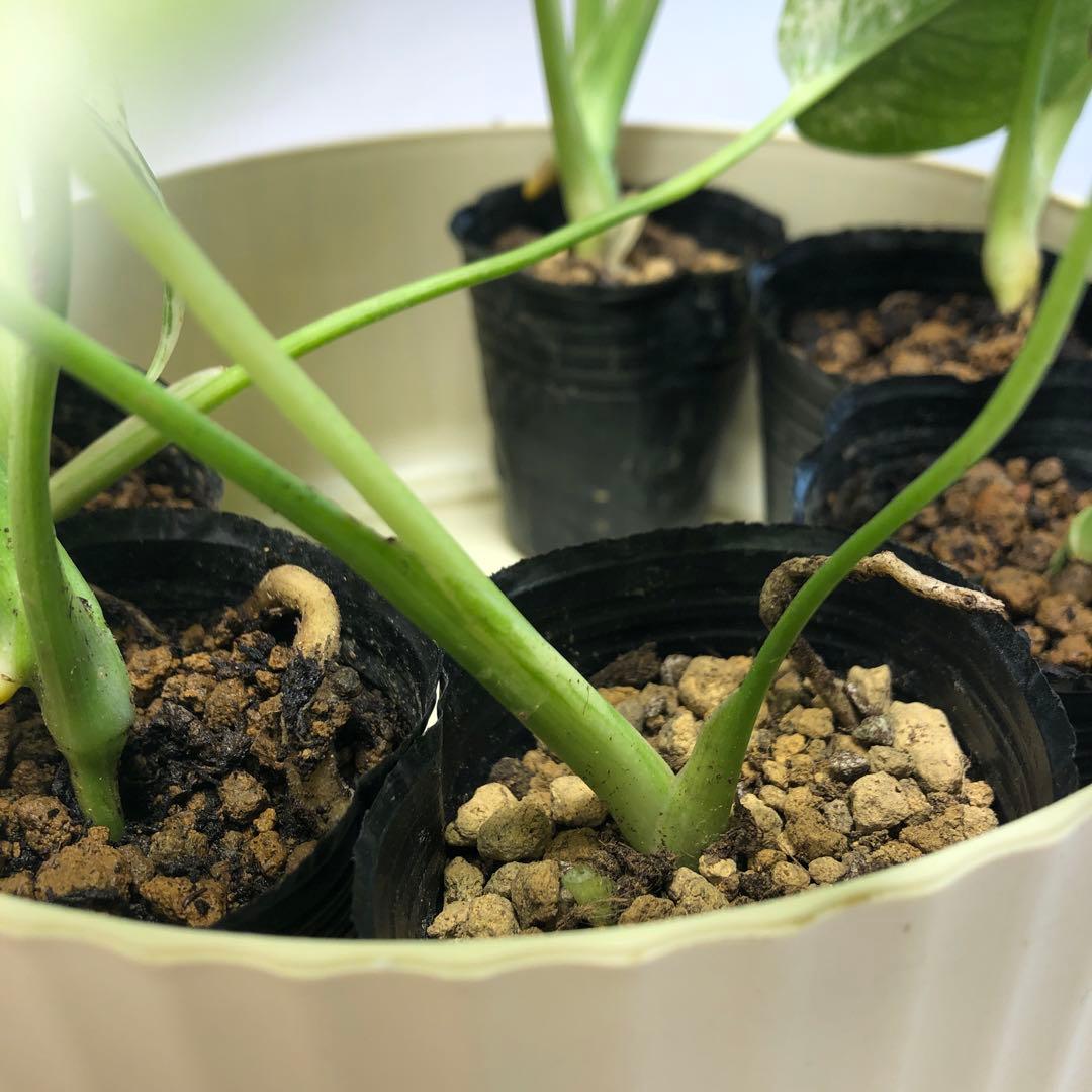 MS521 5株セット【特別選抜】ホワイトモンスター／天津蘭 モンステラ