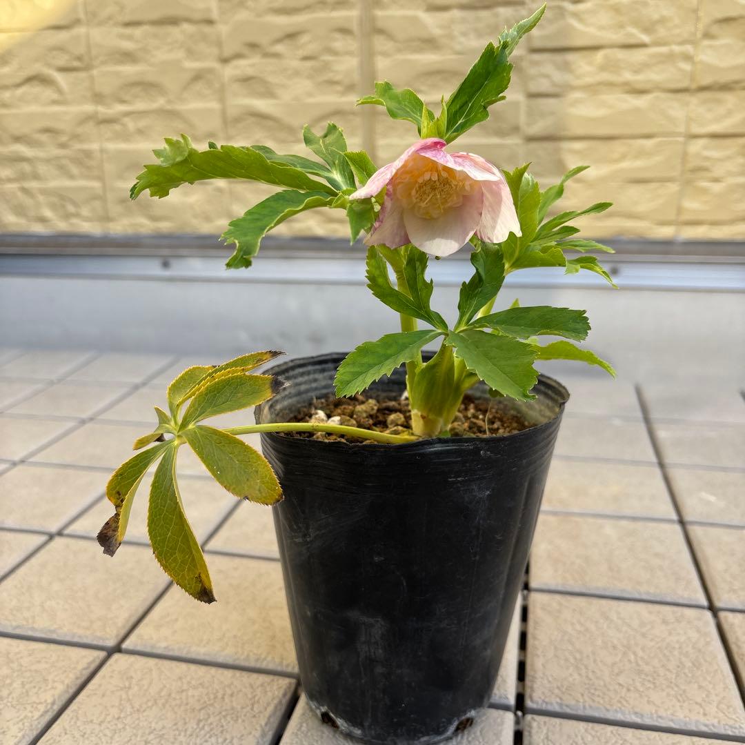 りーちゃん様ご依頼品 野田園芸 絞りSD 開花株 現品 メルカリ便発送