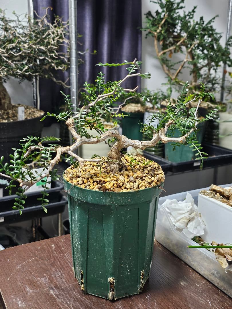 【良株】 オペルクリカリア パキプス オペルクリカリア パキプス【手乗りサイズ・見事な枝ぶり！厳選された